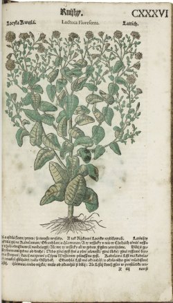 hand-colored plant in early modern book.jpg